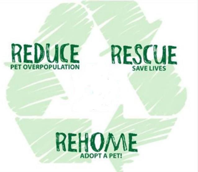 recycle pet graphic