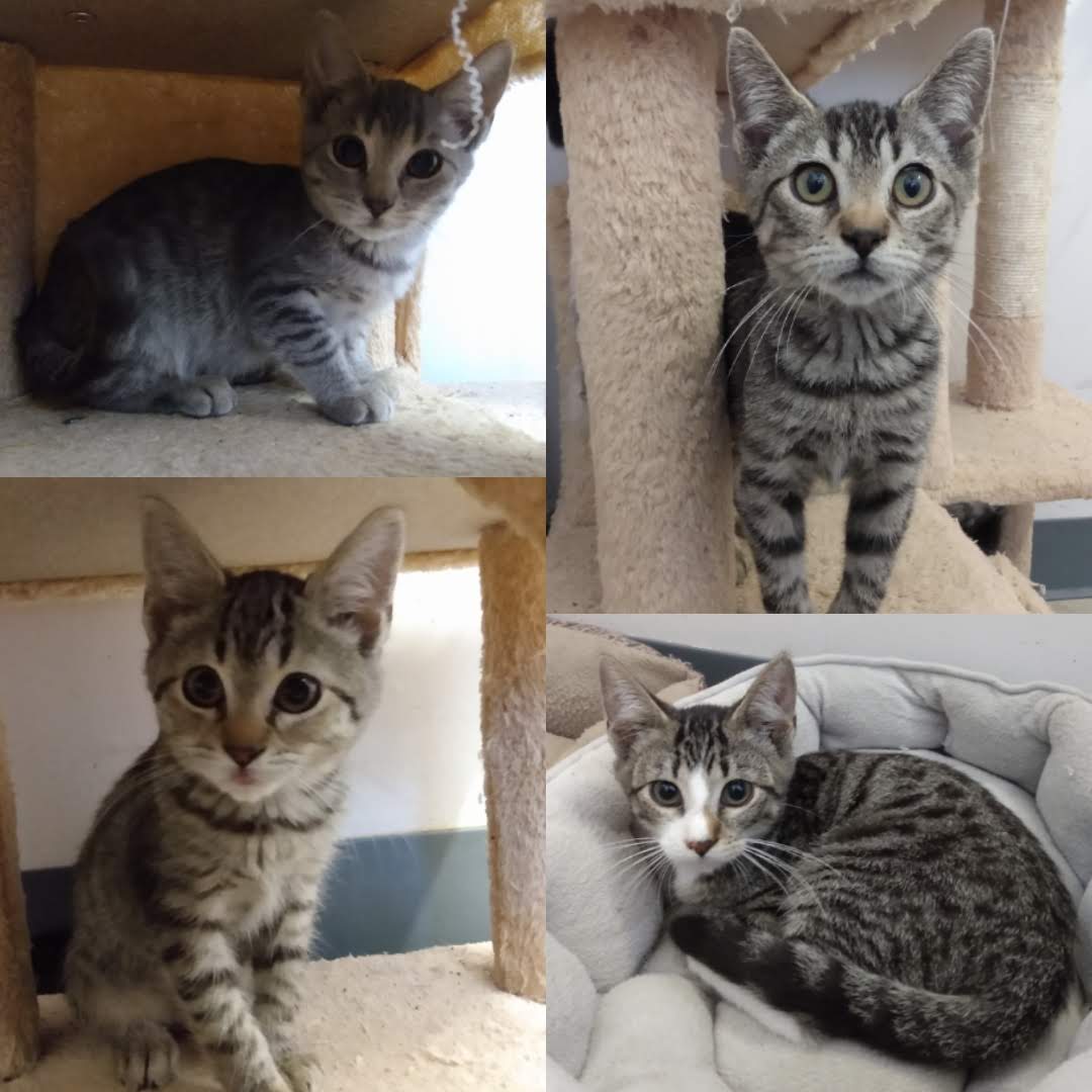 Home - Oswego County Humane Society