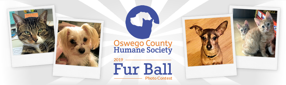 Link to Fur Ball Photo Contest Submission