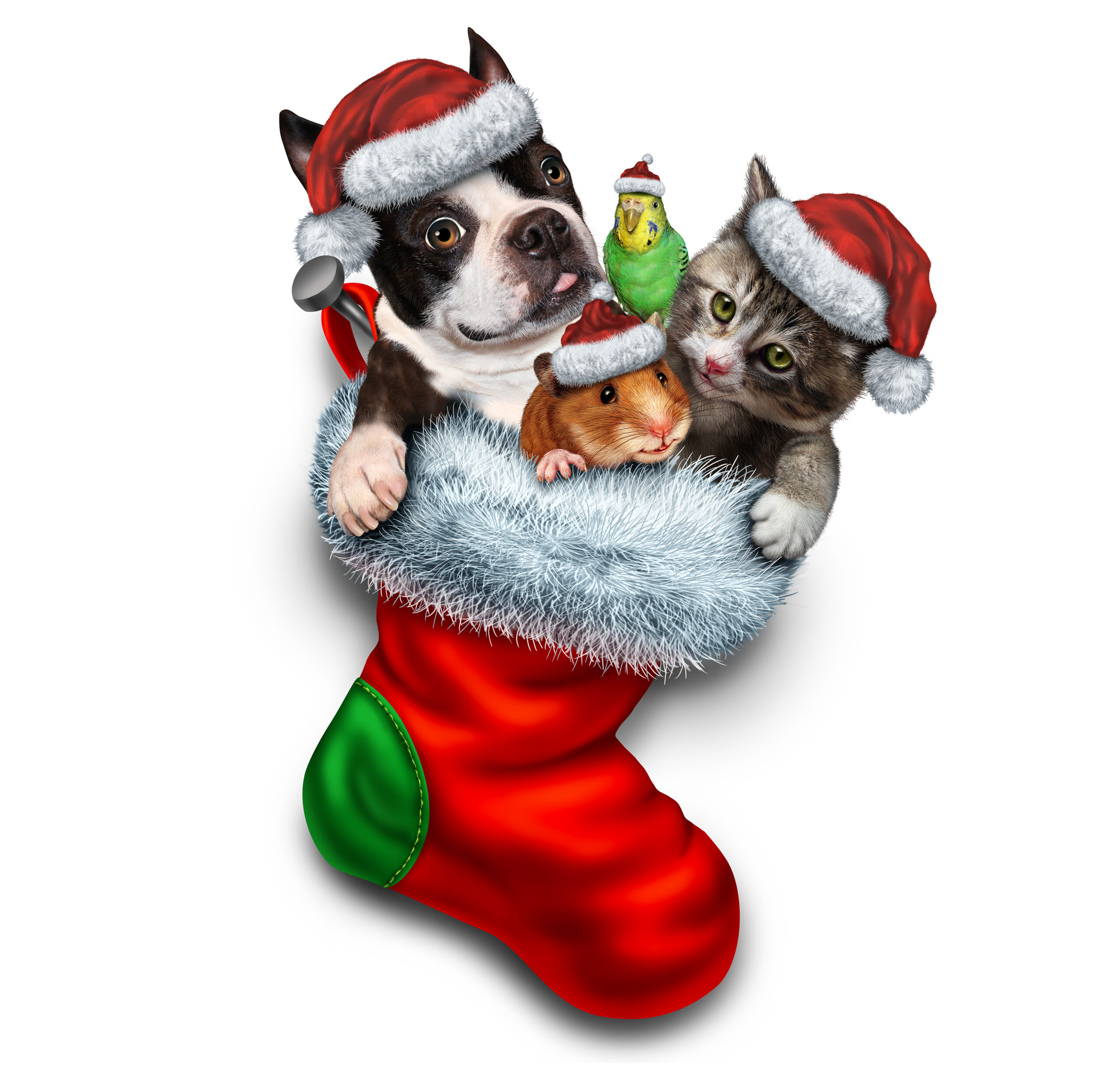 Pet holiday stocking and Christmas animals group in a red festive sock for veterinary medicine and pet store or animal adoption during winter holidays as a cute dog hamster bird and a cat with a santa haton a white background.